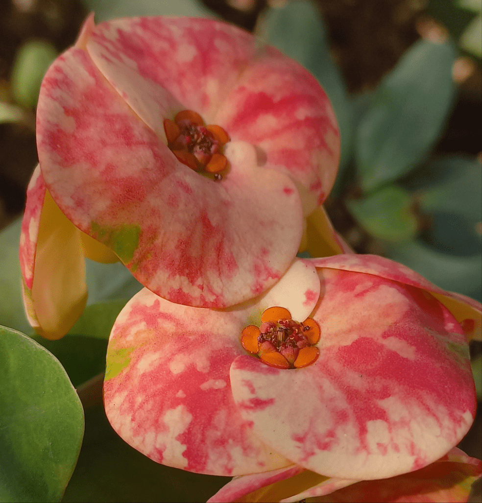 Euphorbia mili Bare rooted - Shalamar Nurseries & LandscapersShalamar Nurseries & Landscapers