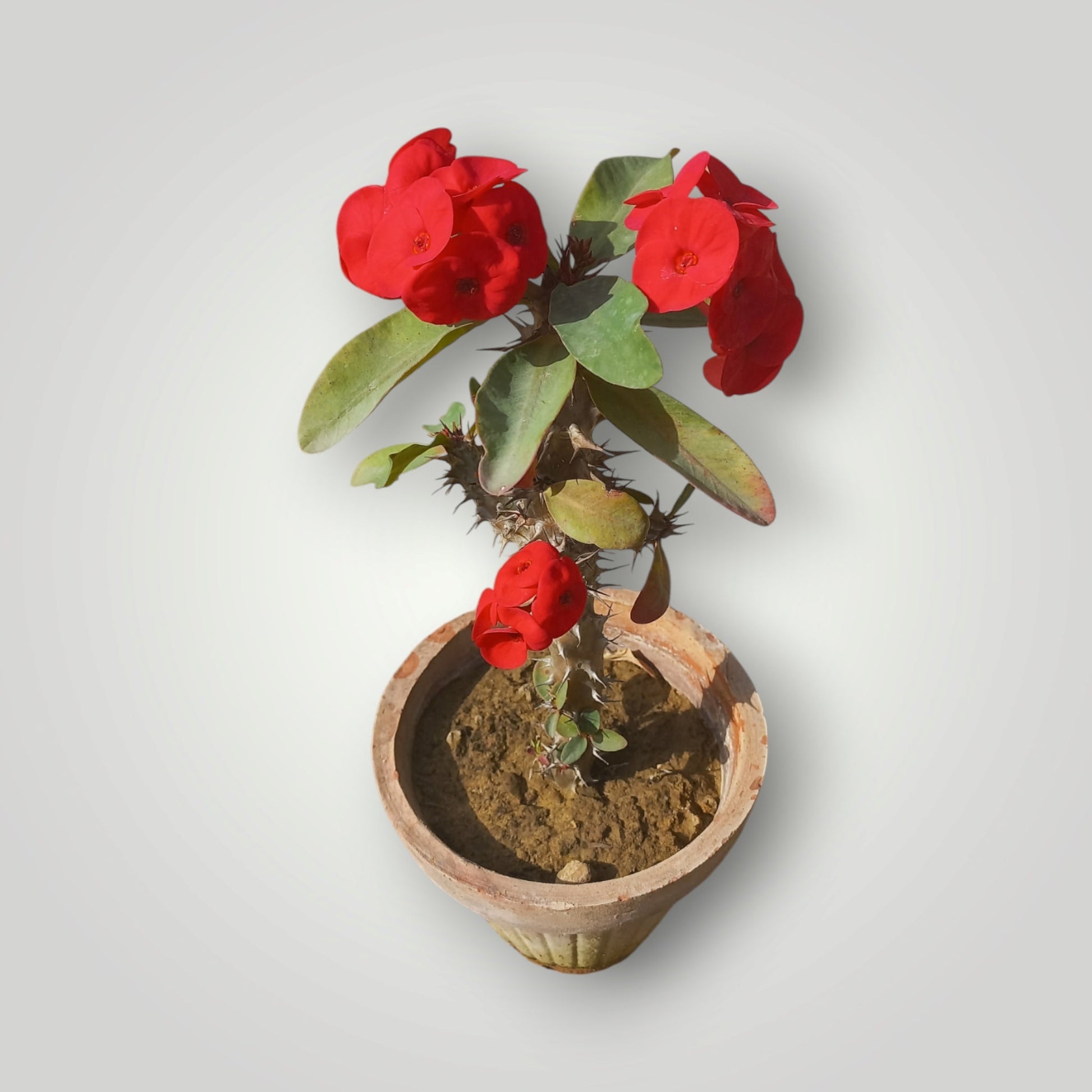 Euphorbia milli - Shalamar Nurseries & LandscapersShalamar Nurseries & Landscapers