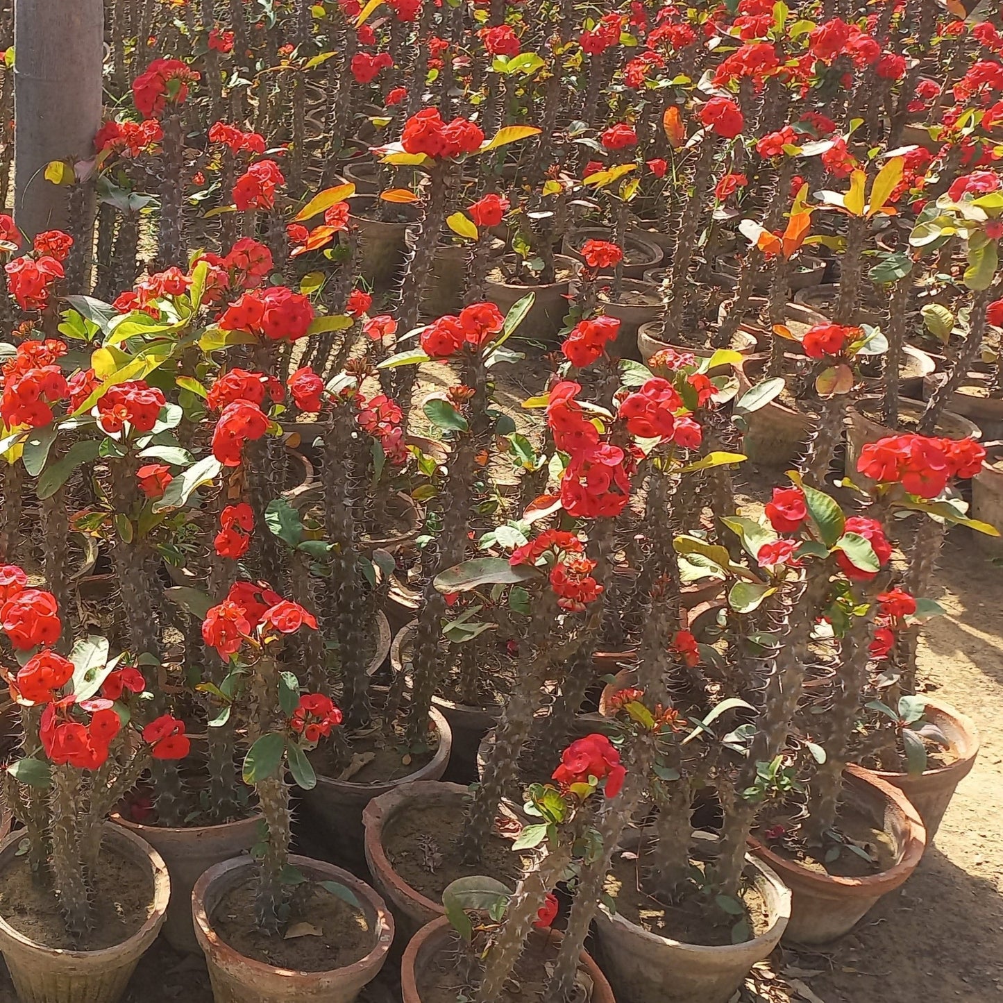 Euphorbia milli - Shalamar Nurseries & LandscapersShalamar Nurseries & Landscapers