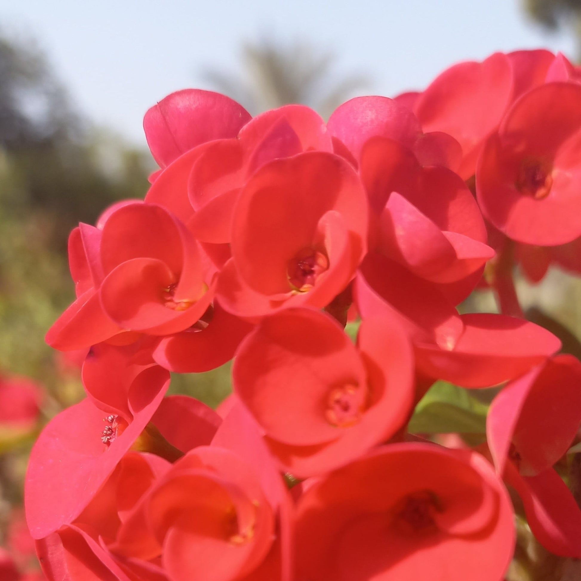 Euphorbia milli - Shalamar Nurseries & LandscapersShalamar Nurseries & Landscapers
