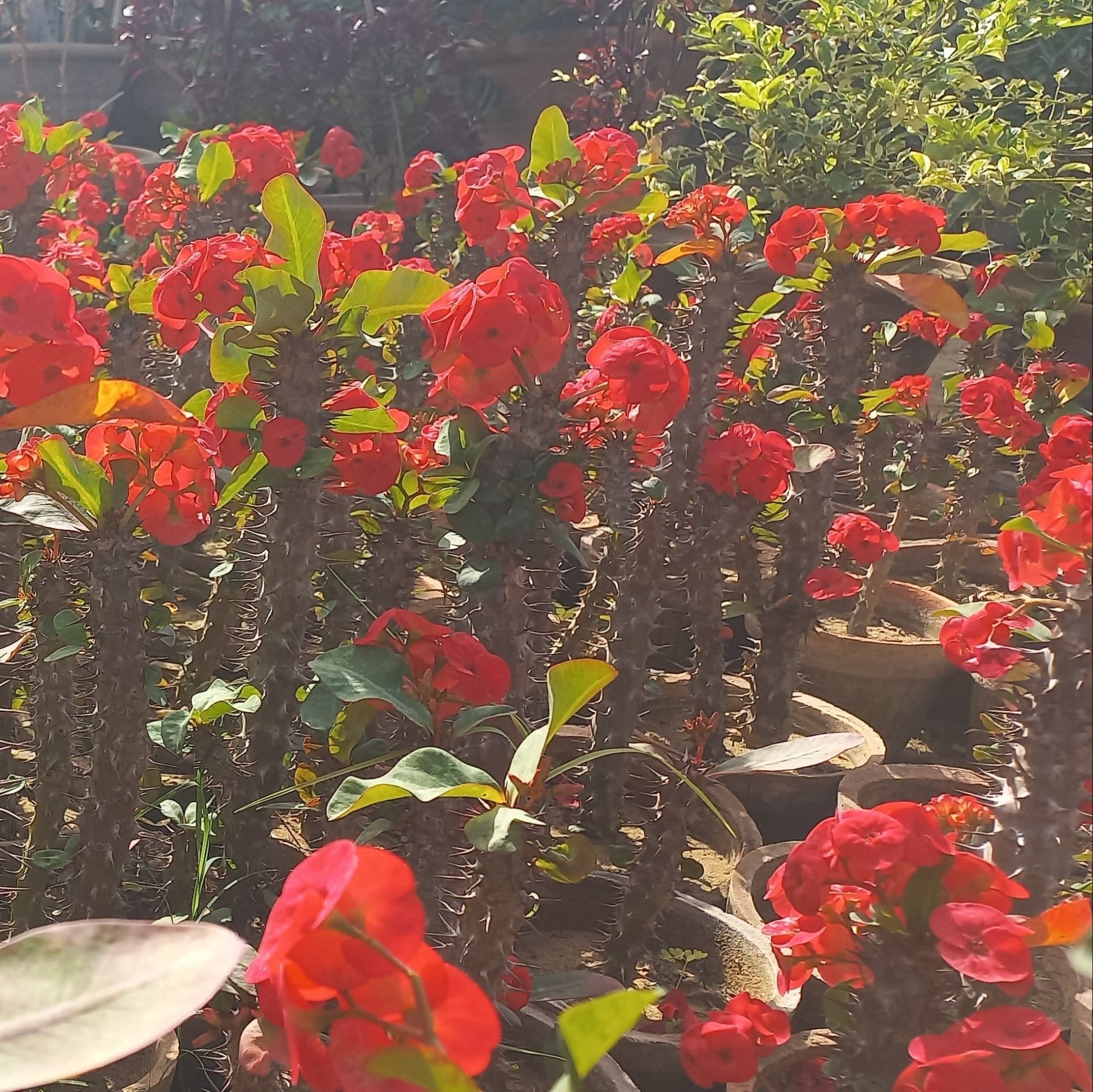 Euphorbia milli - Shalamar Nurseries & LandscapersShalamar Nurseries & Landscapers