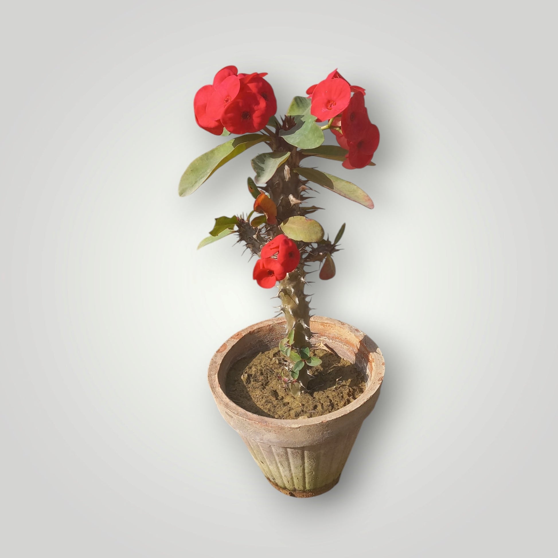 Euphorbia milli - Shalamar Nurseries & LandscapersShalamar Nurseries & Landscapers