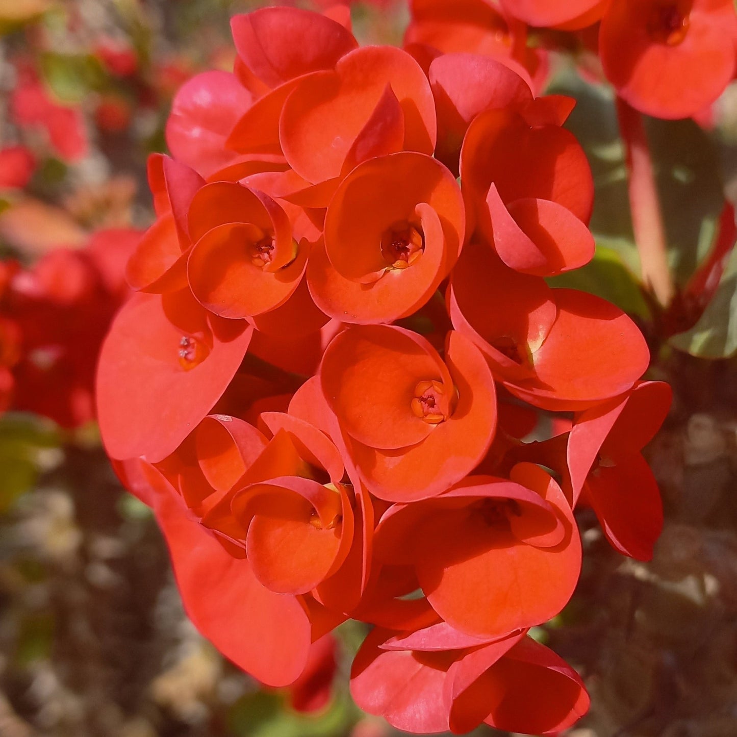 Euphorbia milli - Shalamar Nurseries & LandscapersShalamar Nurseries & Landscapers