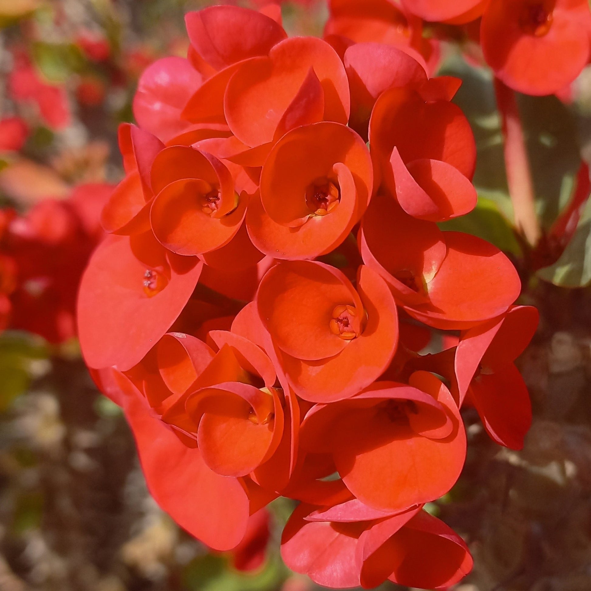Euphorbia milli - Shalamar Nurseries & LandscapersShalamar Nurseries & Landscapers