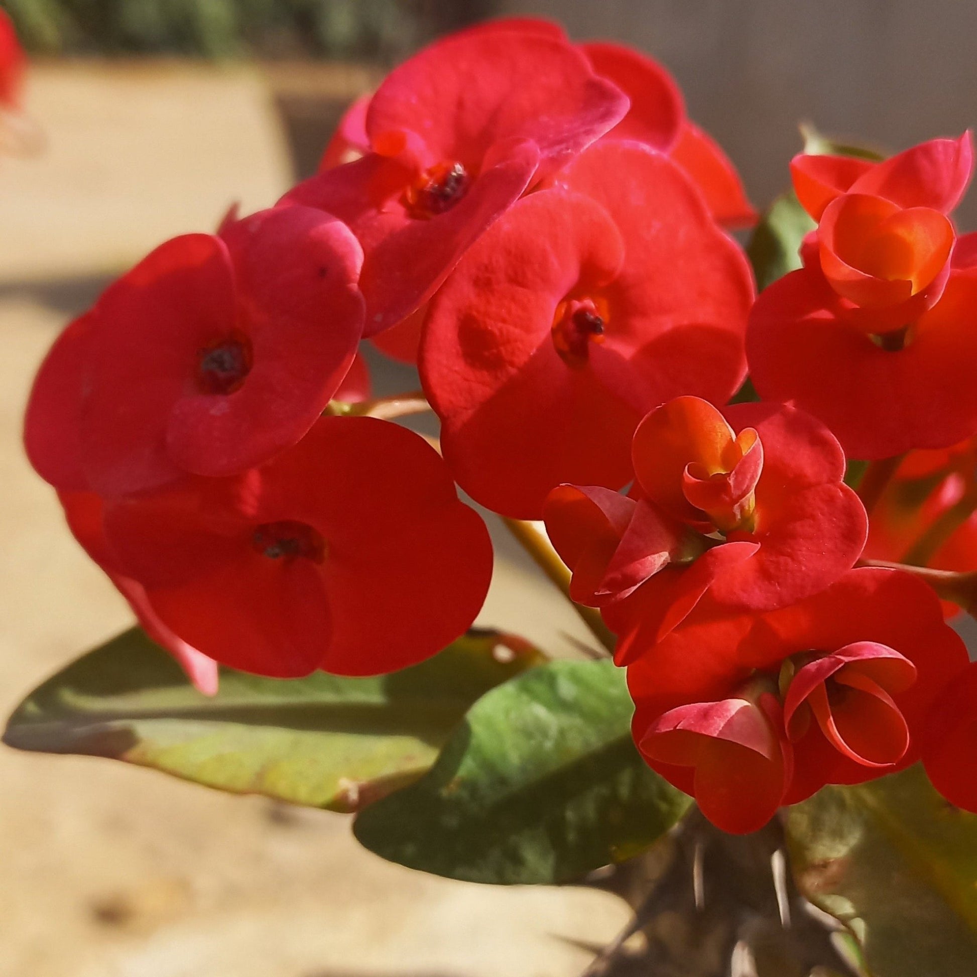 Euphorbia milli - Shalamar Nurseries & LandscapersShalamar Nurseries & Landscapers