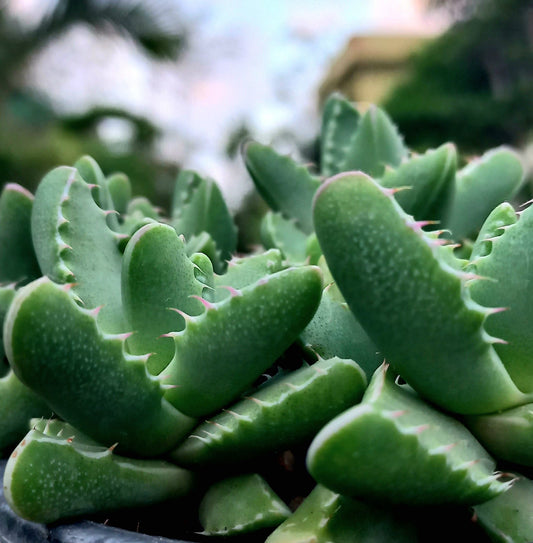 Faucaria Tiger Jaw Small - Shalamar Nurseries & LandscapersShalamar Nurseries & Landscapers