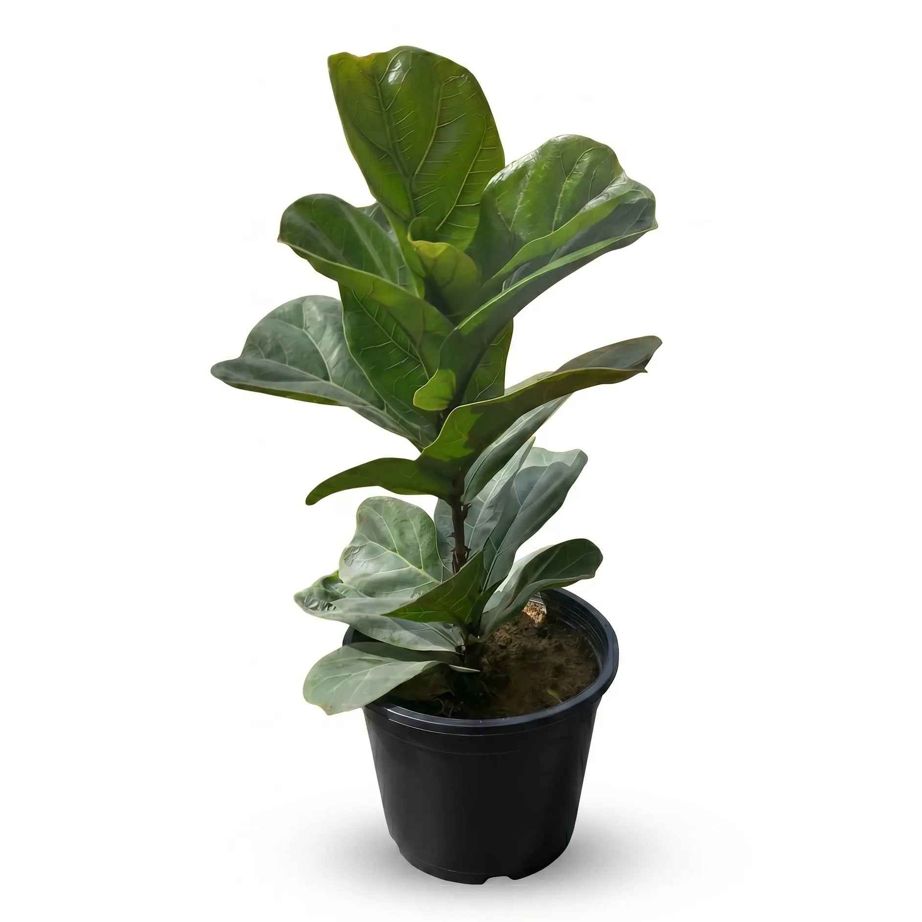 Fiddle Leaf Ficus Lyrata