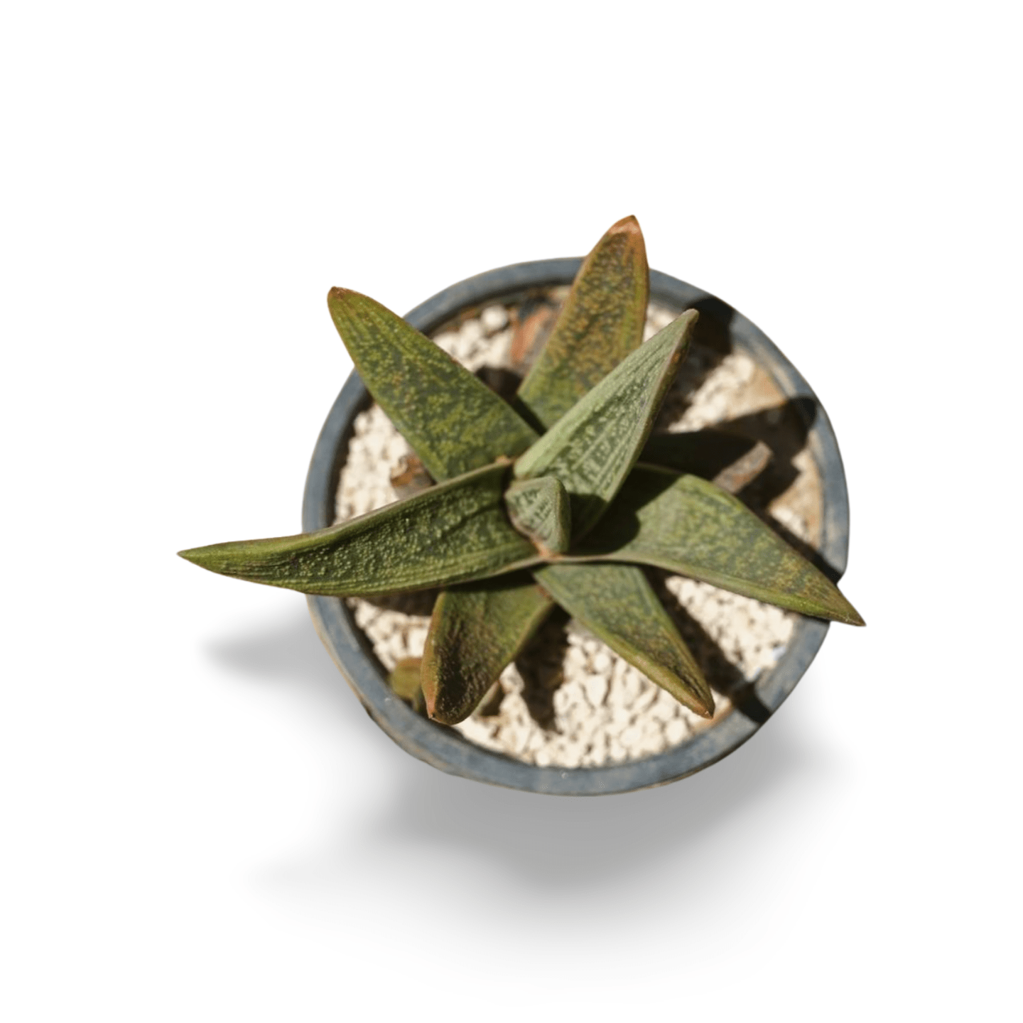 Gasteria Obliqua Large - Shalamar Nurseries & LandscapersShalamar Nurseries & Landscapers