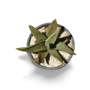 Gasteria Obliqua Large - Shalamar Nurseries & LandscapersShalamar Nurseries & Landscapers