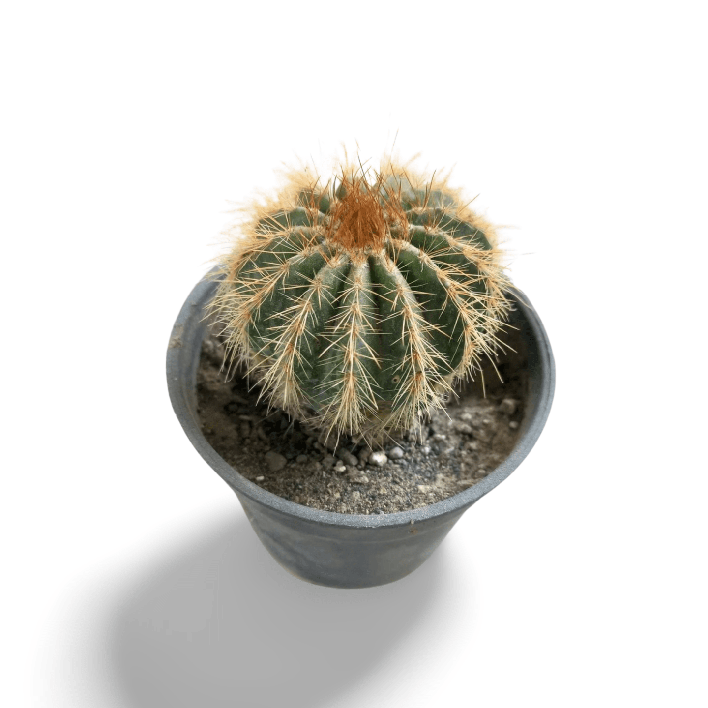 Golden Barrel Echinocactus - Shalamar Nurseries & LandscapersShalamar Nurseries & Landscapers