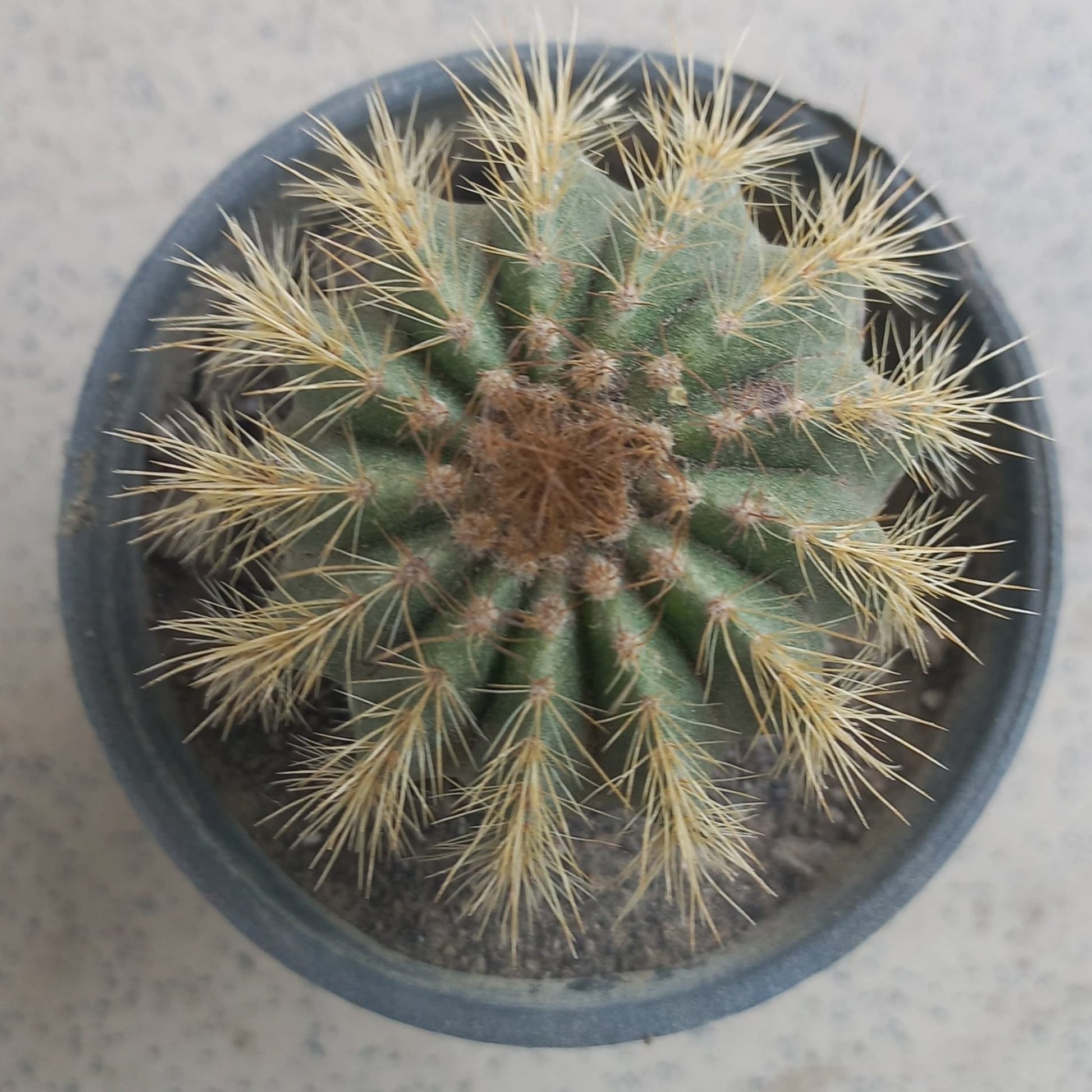 Golden Barrel Echinocactus - Shalamar Nurseries & LandscapersShalamar Nurseries & Landscapers