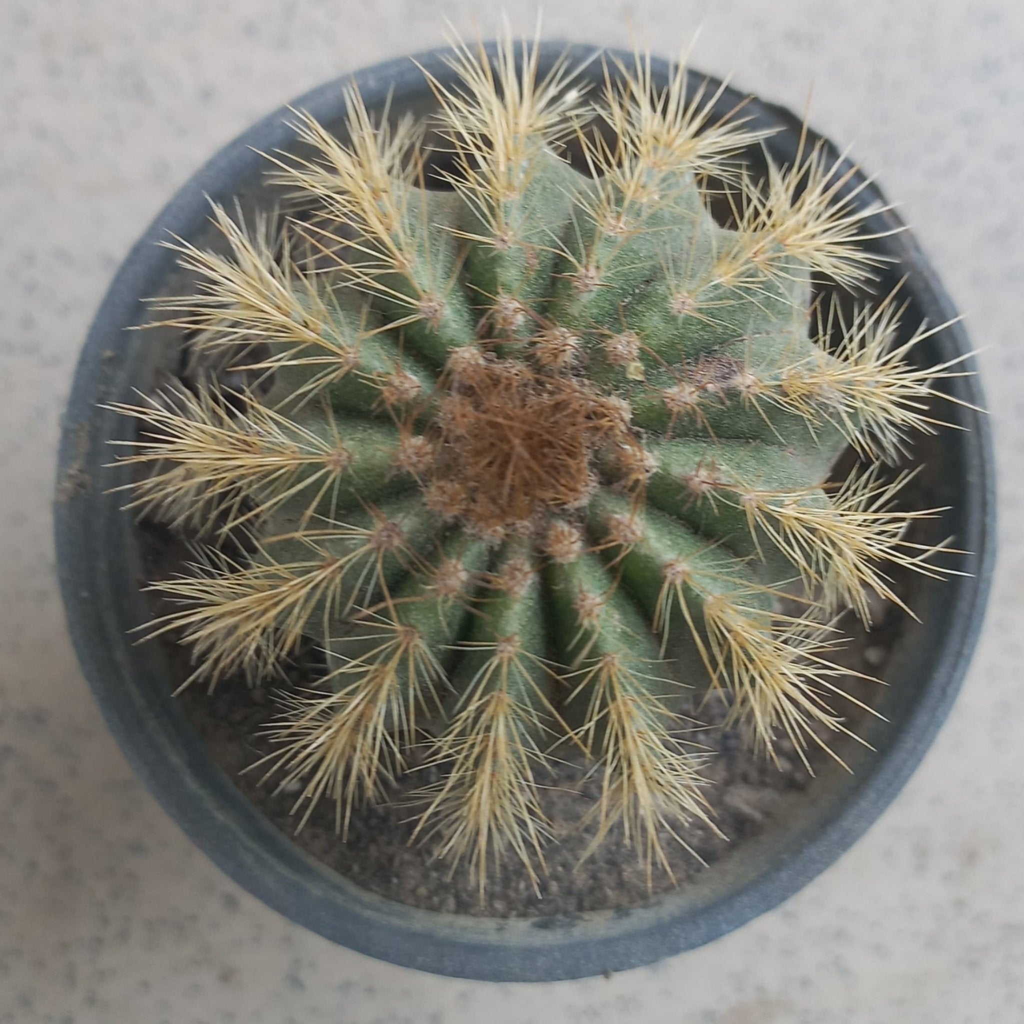 Golden Barrel Echinocactus - Shalamar Nurseries & LandscapersShalamar Nurseries & Landscapers
