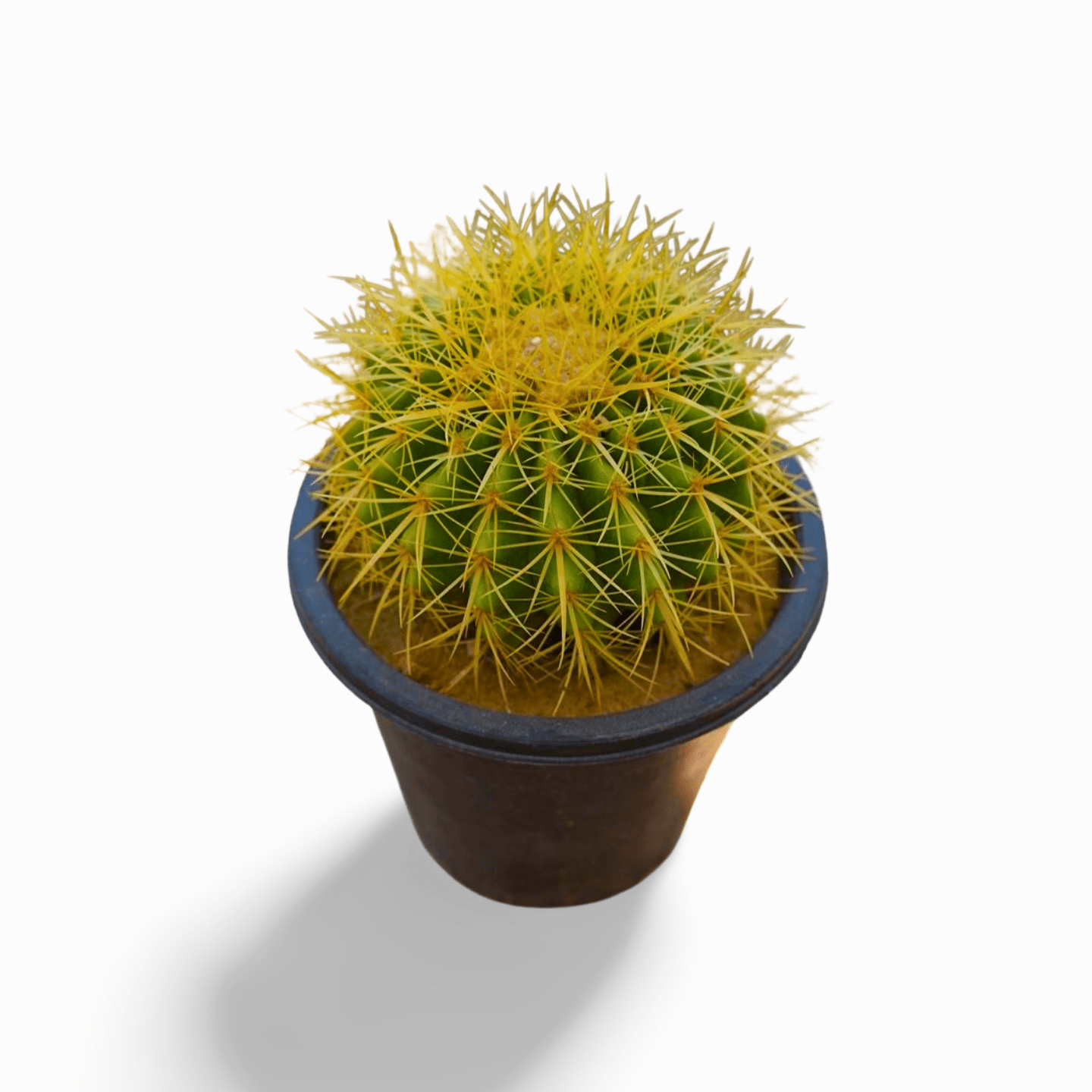Golden Barrel Echinocactus Large - Shalamar Nurseries & LandscapersShalamar Nurseries & Landscapers