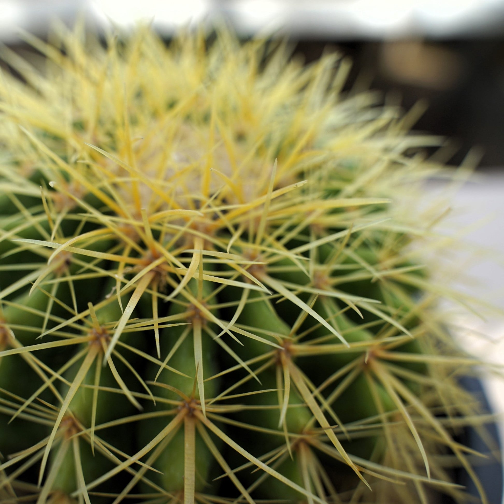 Golden Barrel Echinocactus Large - Shalamar Nurseries & LandscapersShalamar Nurseries & Landscapers
