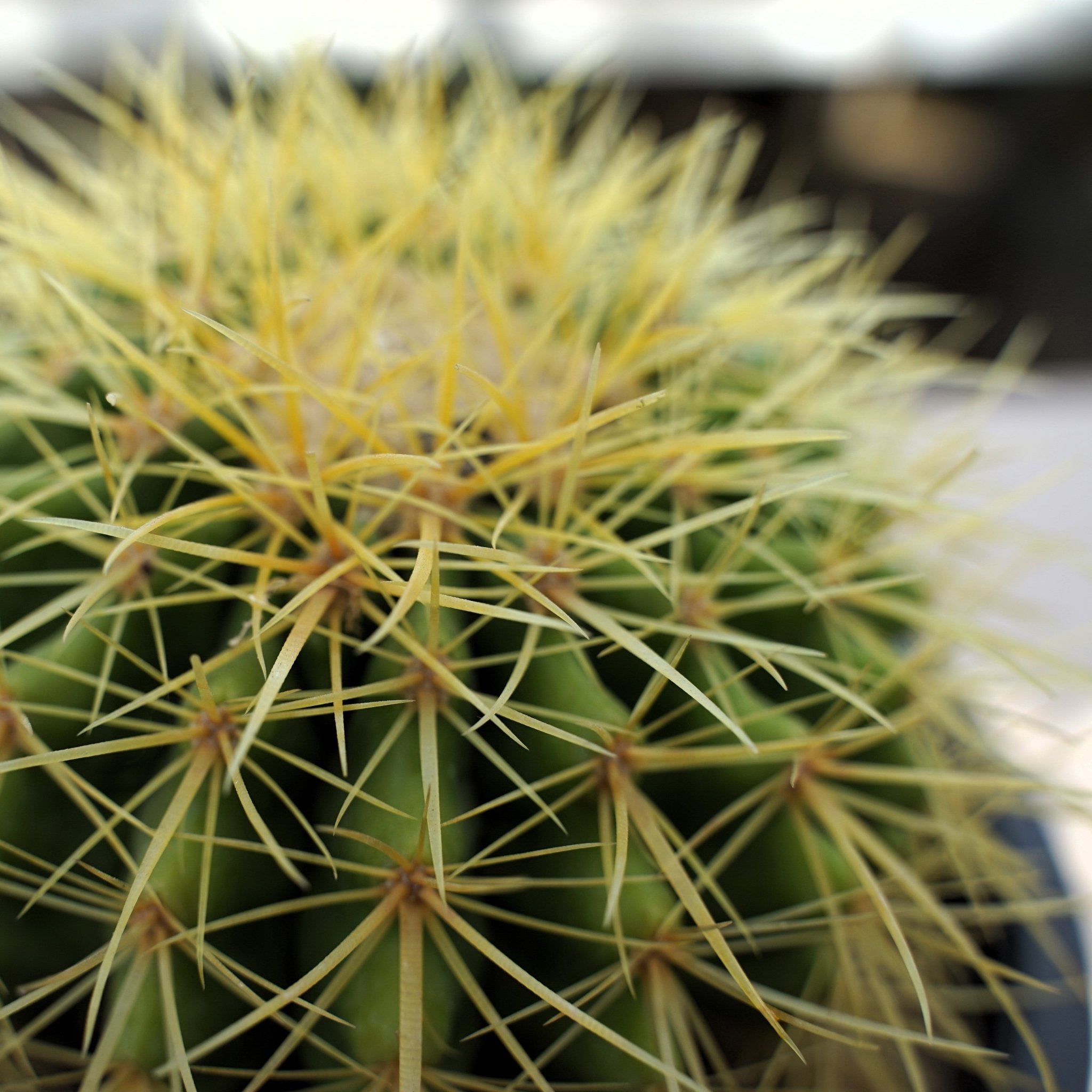 Golden Barrel Echinocactus Large - Shalamar Nurseries & LandscapersShalamar Nurseries & Landscapers