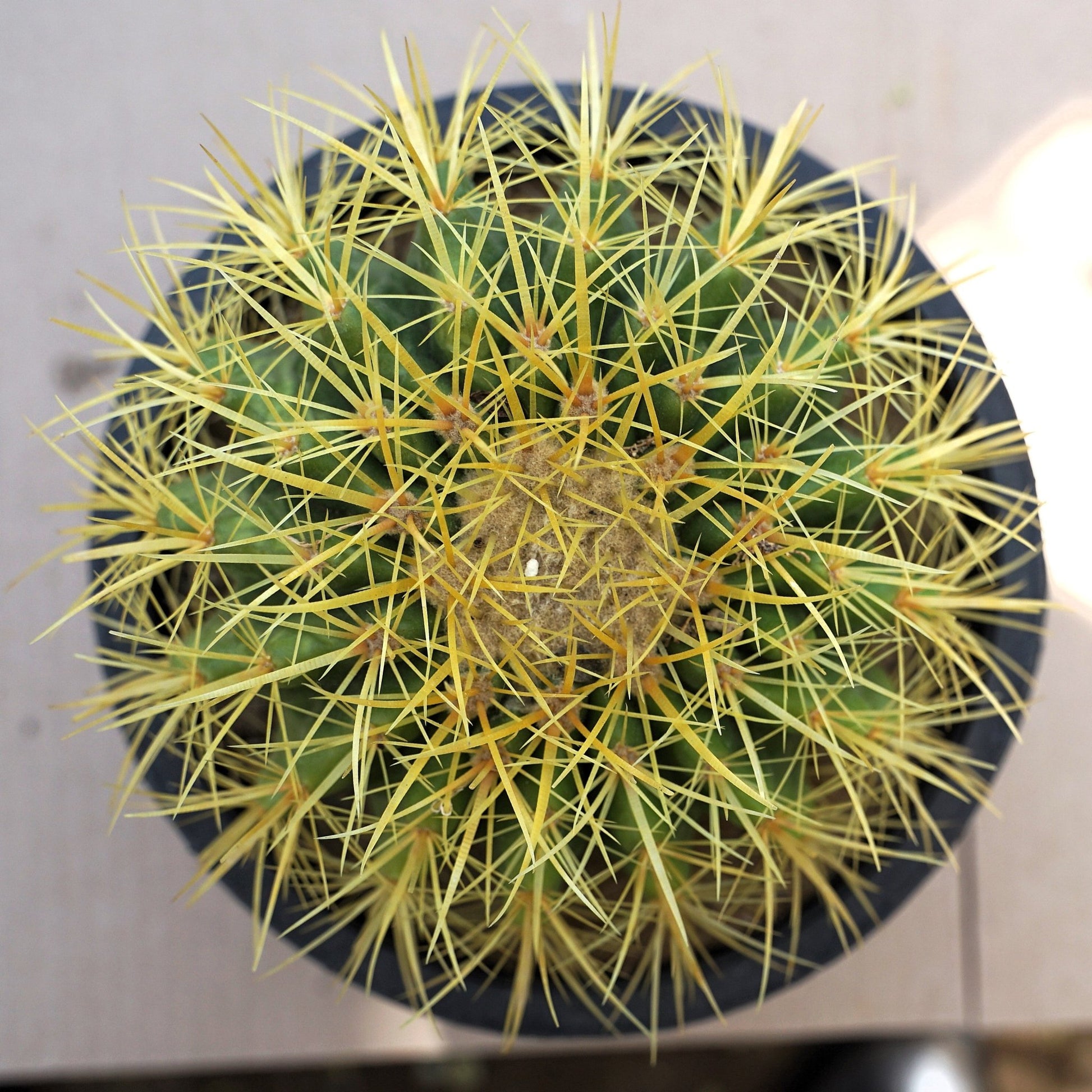 Golden Barrel Echinocactus Large - Shalamar Nurseries & LandscapersShalamar Nurseries & Landscapers