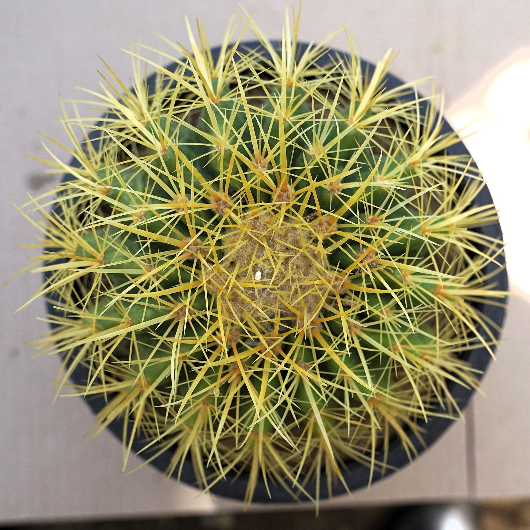 Golden Barrel Echinocactus Large - Shalamar Nurseries & LandscapersShalamar Nurseries & Landscapers
