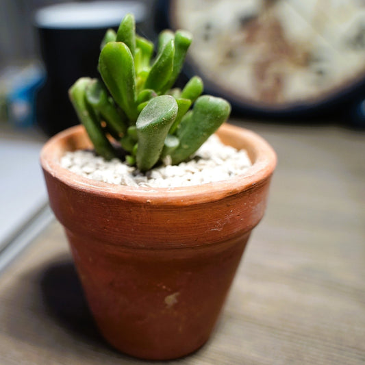 Gollum Jade - Shalamar Nurseries & LandscapersShalamar Nurseries & Landscapers