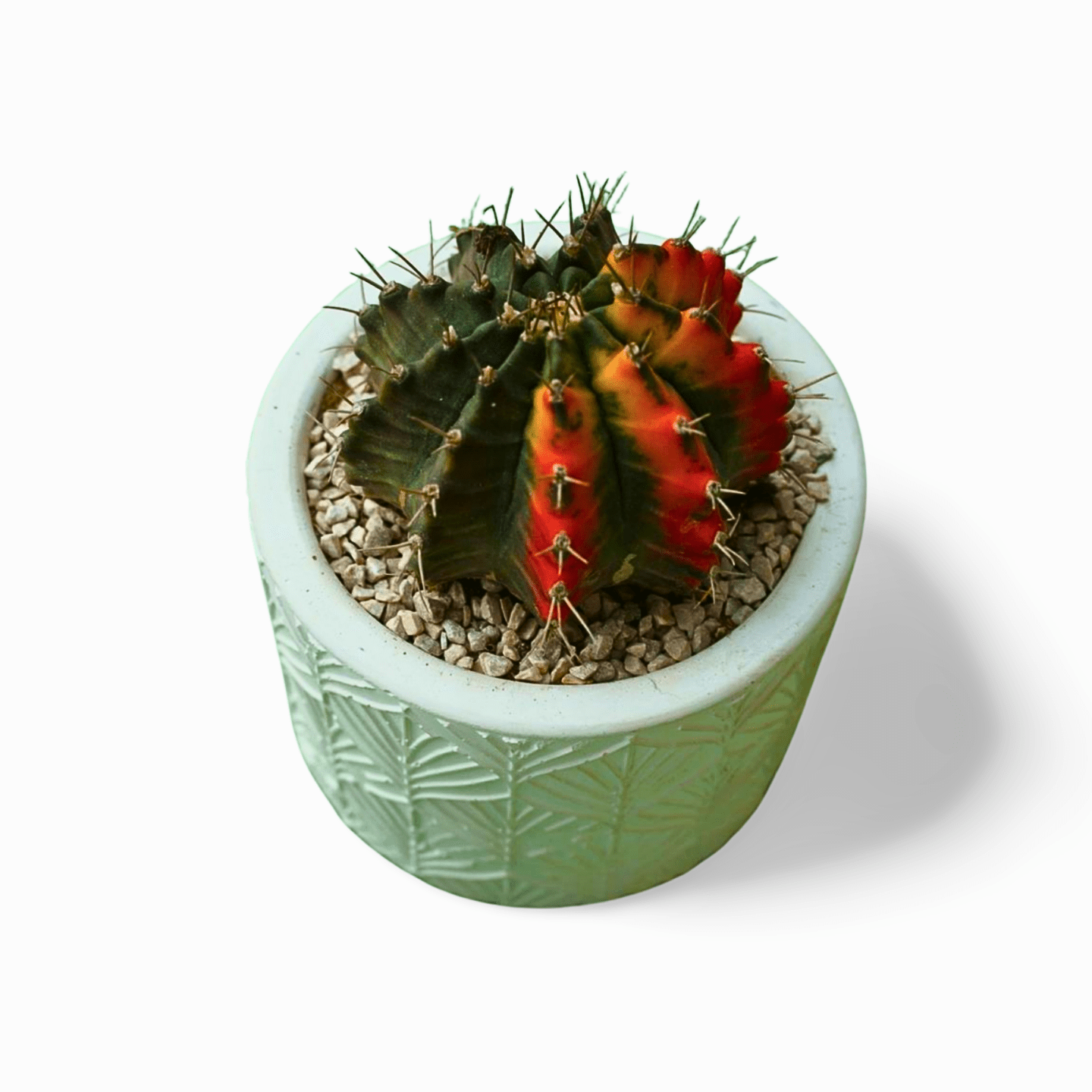 Gymnocalycium Moon Cactus Large - Shalamar Nurseries & LandscapersShalamar Nurseries & Landscapers