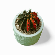 Gymnocalycium Moon Cactus Large - Shalamar Nurseries & LandscapersShalamar Nurseries & Landscapers
