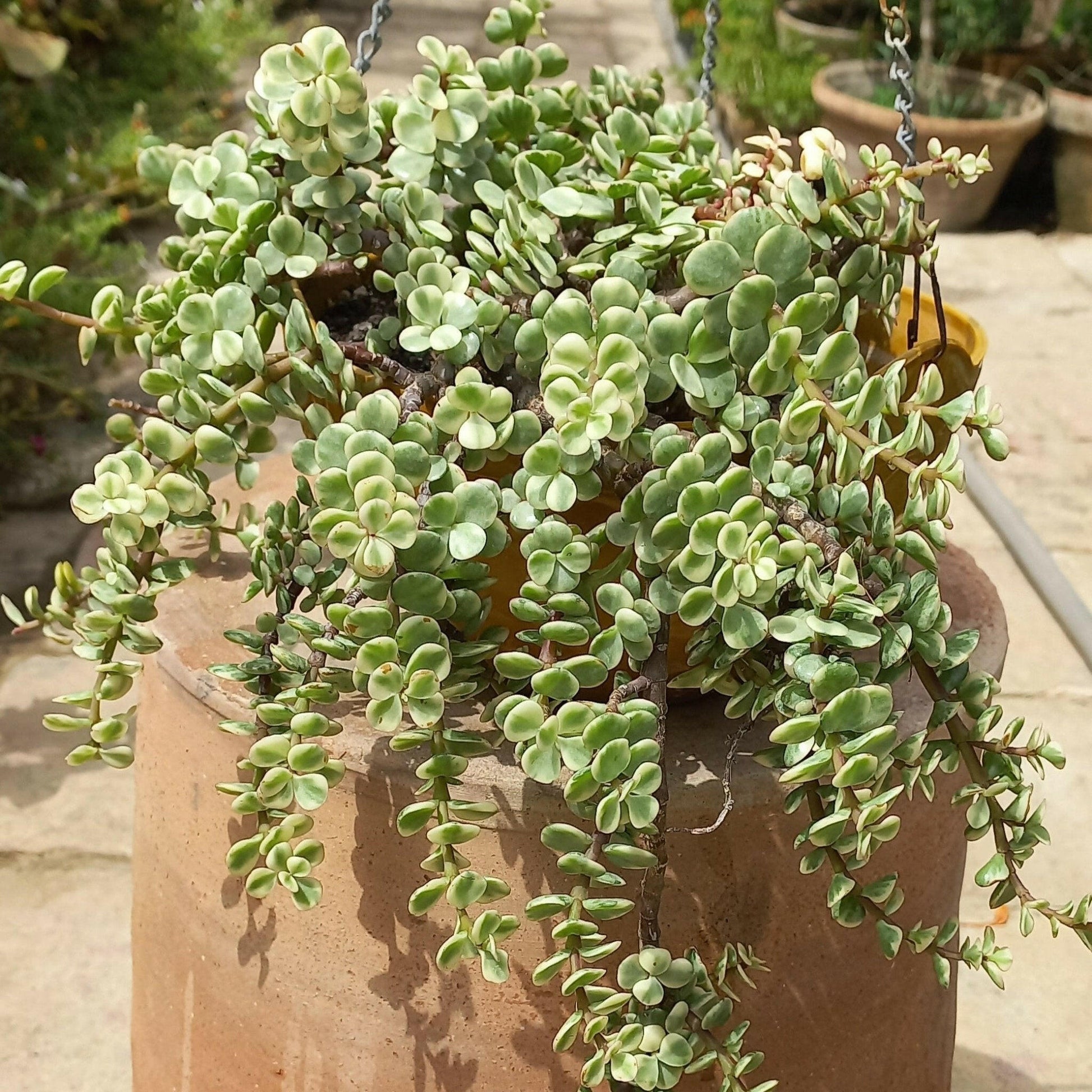Hanging Jade Variegated - Shalamar Nurseries & LandscapersShalamar Nurseries & Landscapers