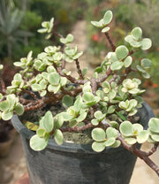 Hanging Jade Variegated - Shalamar Nurseries & LandscapersShalamar Nurseries & Landscapers