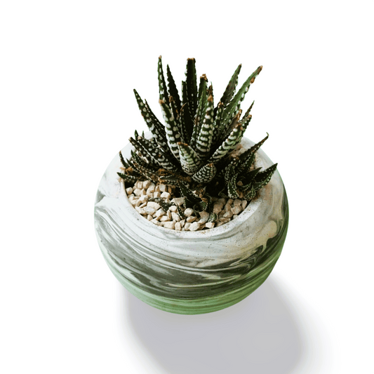 Haworthia attenuata Zebra Plant Large - Shalamar Nurseries & LandscapersShalamar Nurseries & Landscapers