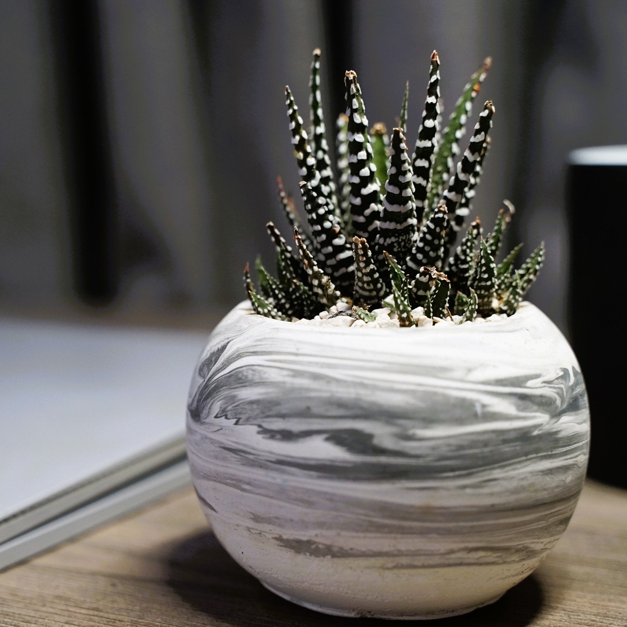 Haworthia attenuata Zebra Plant Large - Shalamar Nurseries & LandscapersShalamar Nurseries & Landscapers