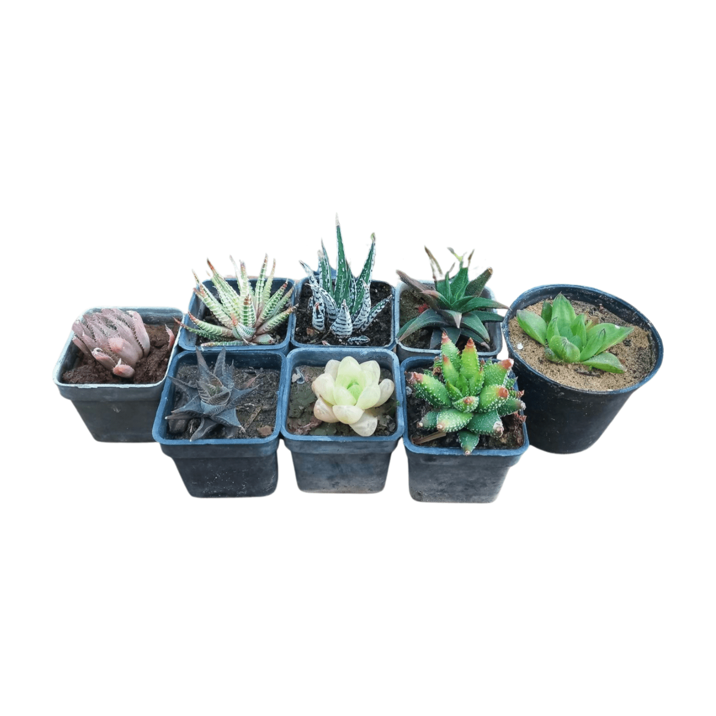 Haworthia Bundle - Shalamar Nurseries & LandscapersShalamar Nurseries & Landscapers
