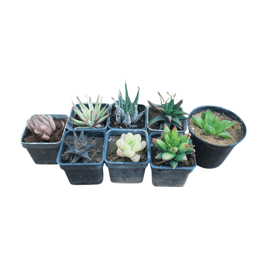 Haworthia Bundle - Shalamar Nurseries & LandscapersShalamar Nurseries & Landscapers