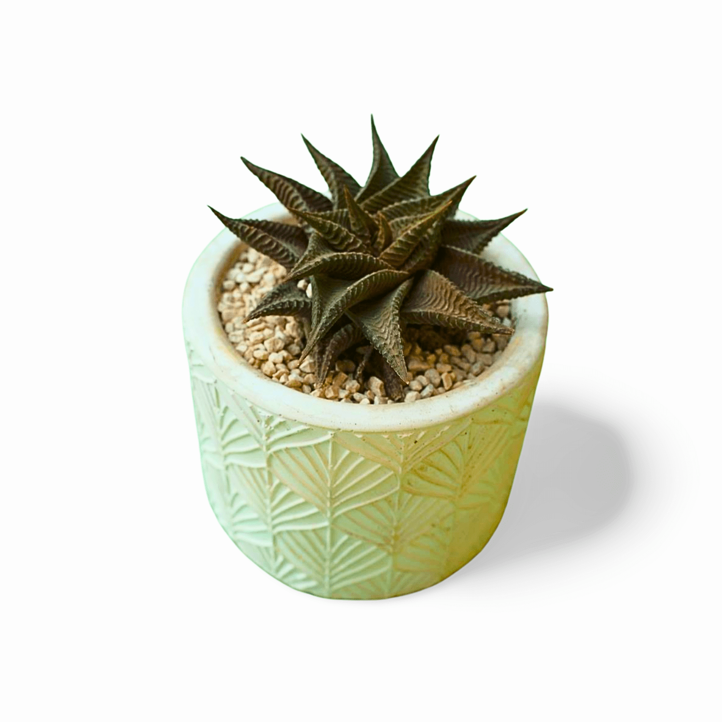 Haworthia Fairy washboard Large - Shalamar Nurseries & LandscapersShalamar Nurseries & Landscapers