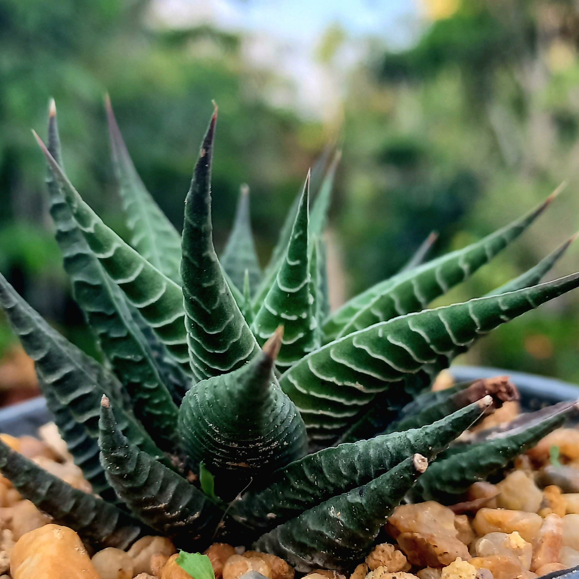 Haworthia Fairy washboard Large - Shalamar Nurseries & LandscapersShalamar Nurseries & Landscapers