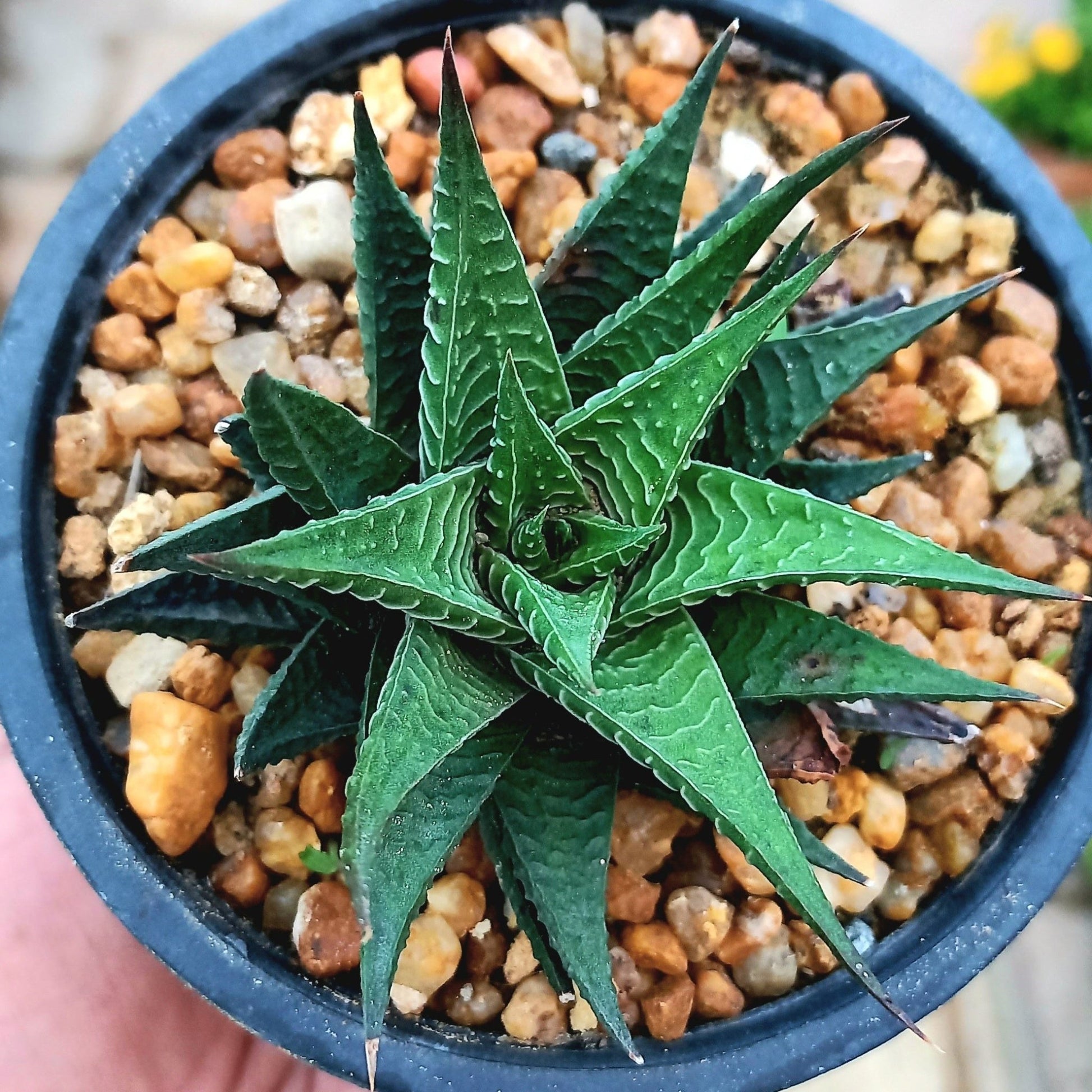 Haworthia Fairy washboard Large - Shalamar Nurseries & LandscapersShalamar Nurseries & Landscapers