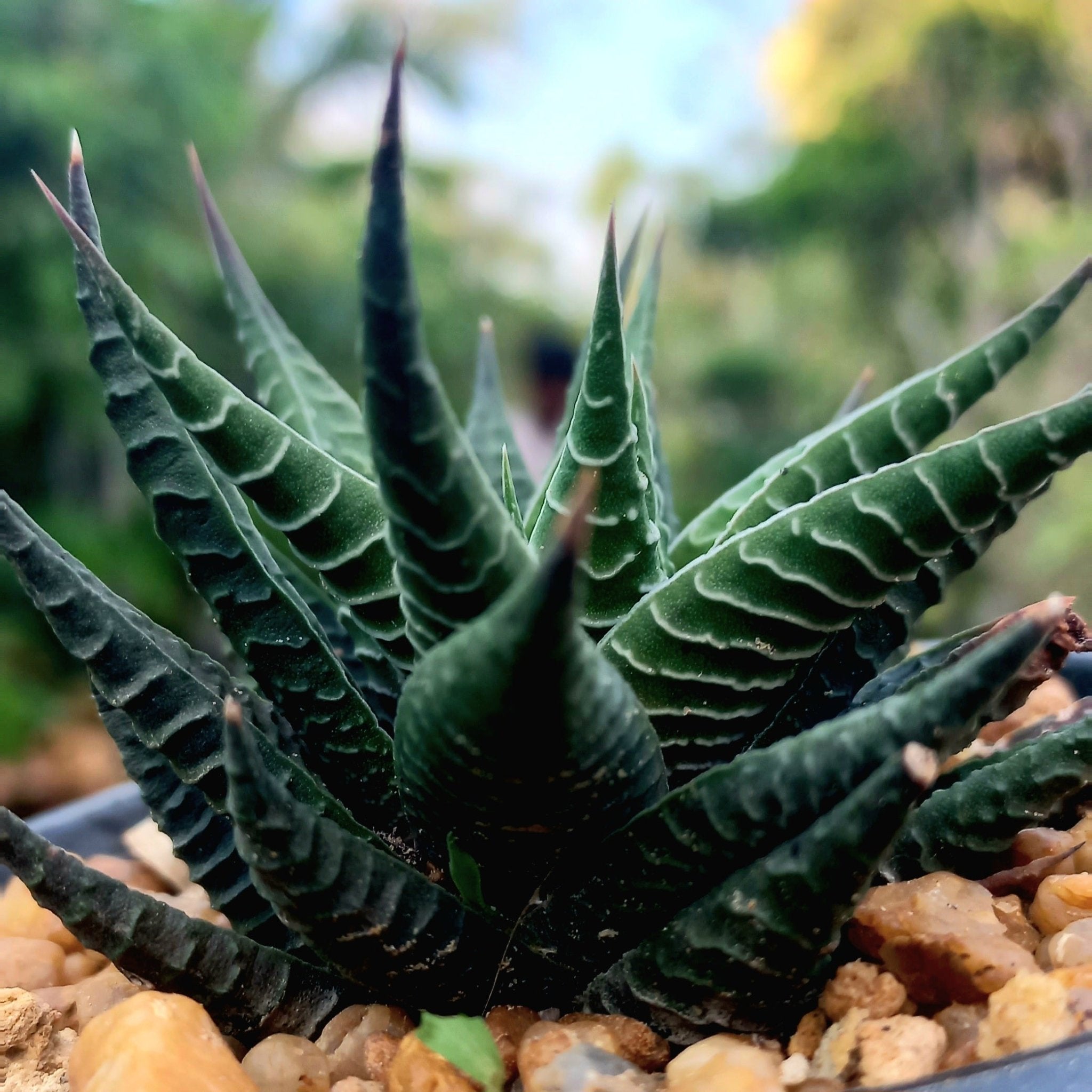 Haworthia Fairy washboard Large - Shalamar Nurseries & LandscapersShalamar Nurseries & Landscapers