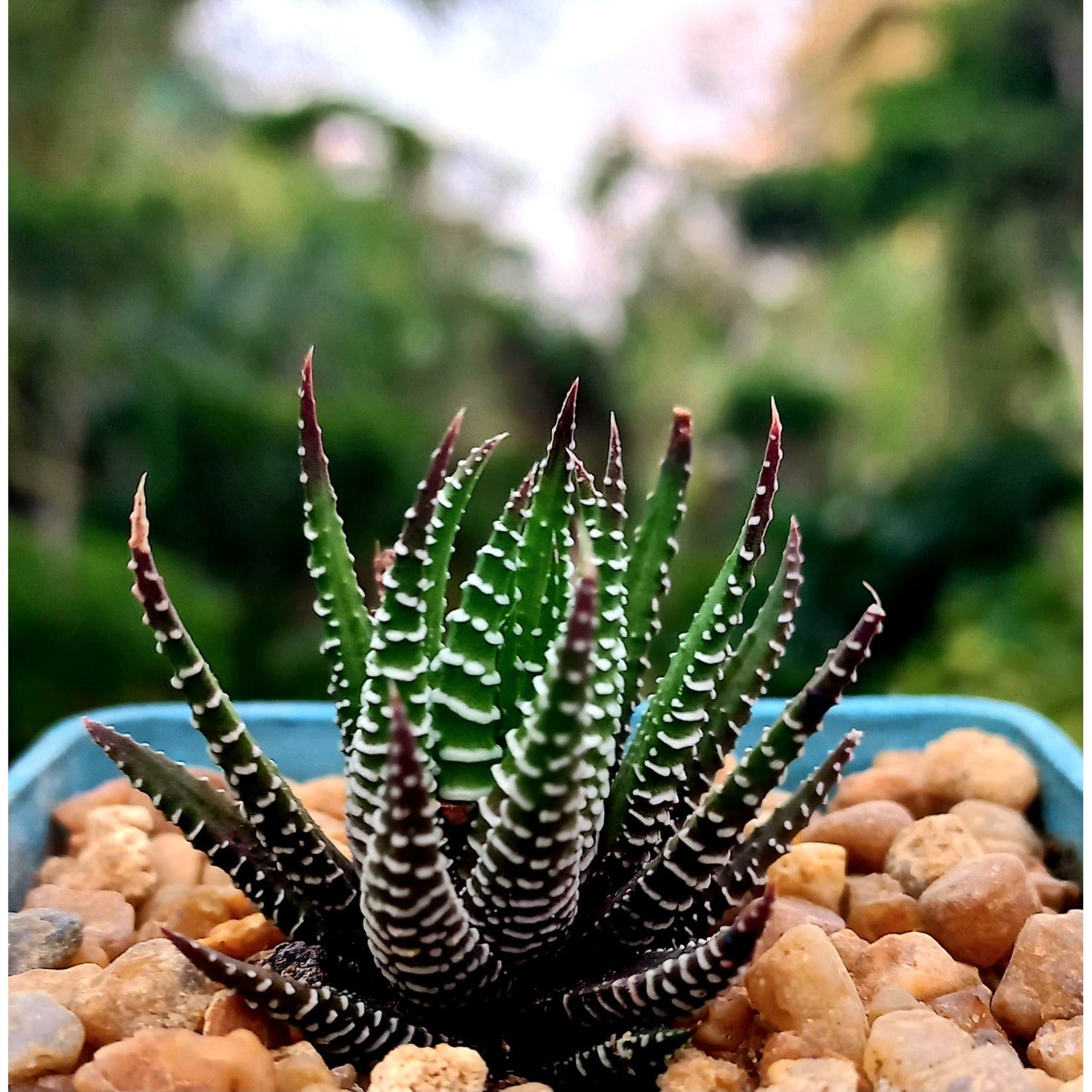 Haworthia Zebra - Shalamar Nurseries & LandscapersShalamar Nurseries & Landscapers