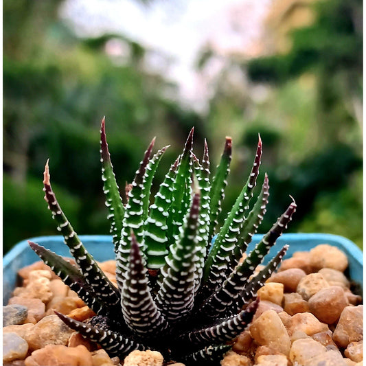 Haworthia Zebra - Shalamar Nurseries & LandscapersShalamar Nurseries & Landscapers