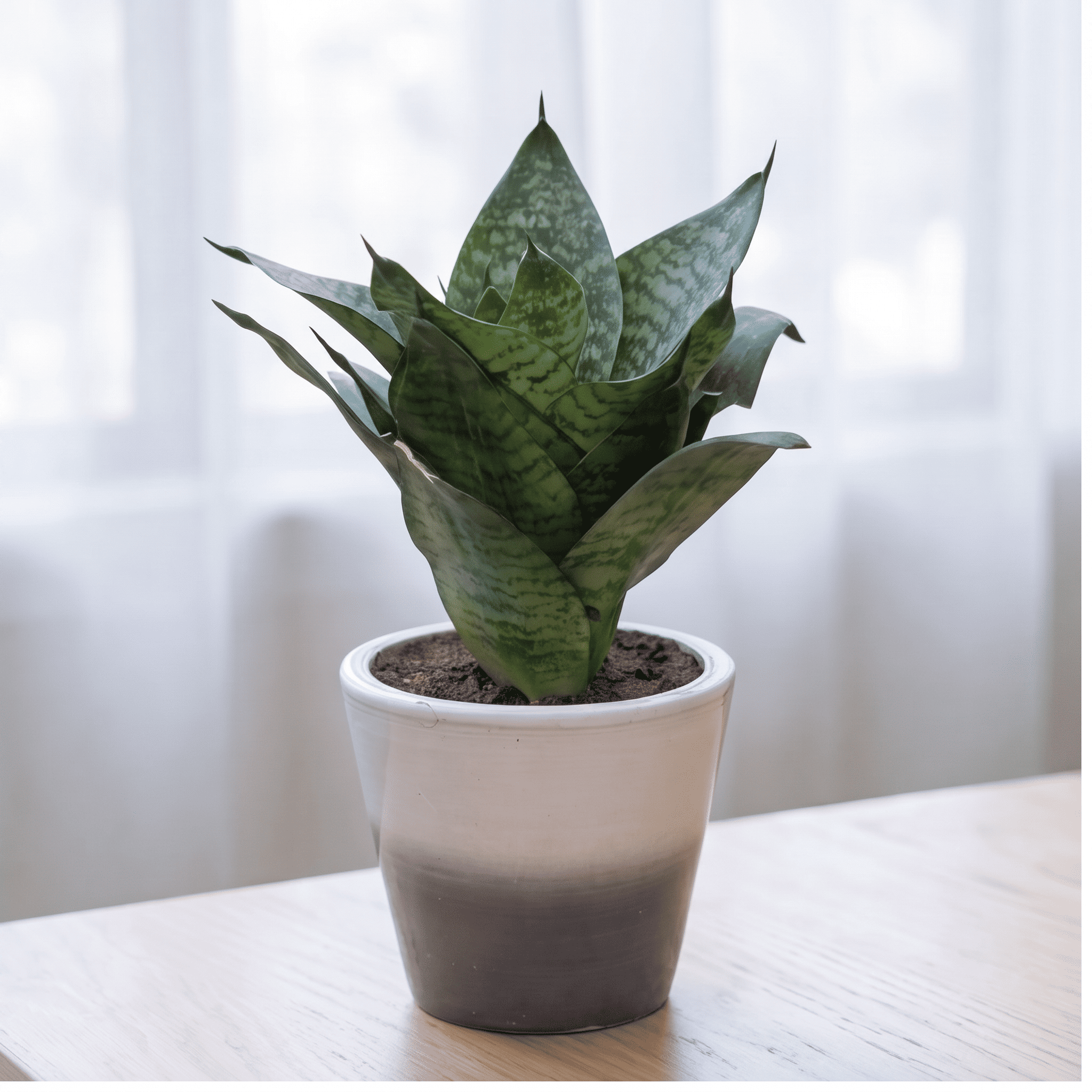 Snake Plant Dwarf in Painted Terracotta Pot