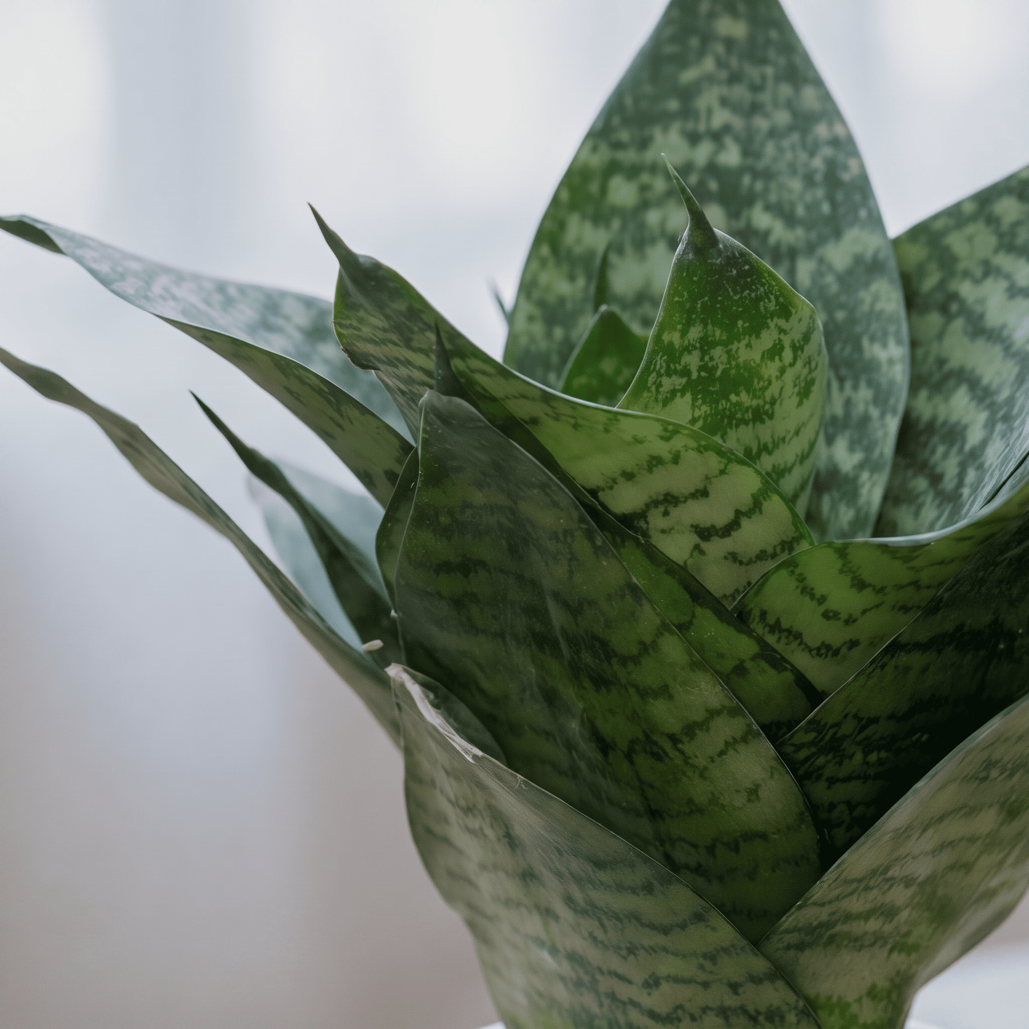 Snake Plant Dwarf in Painted Terracotta Pot