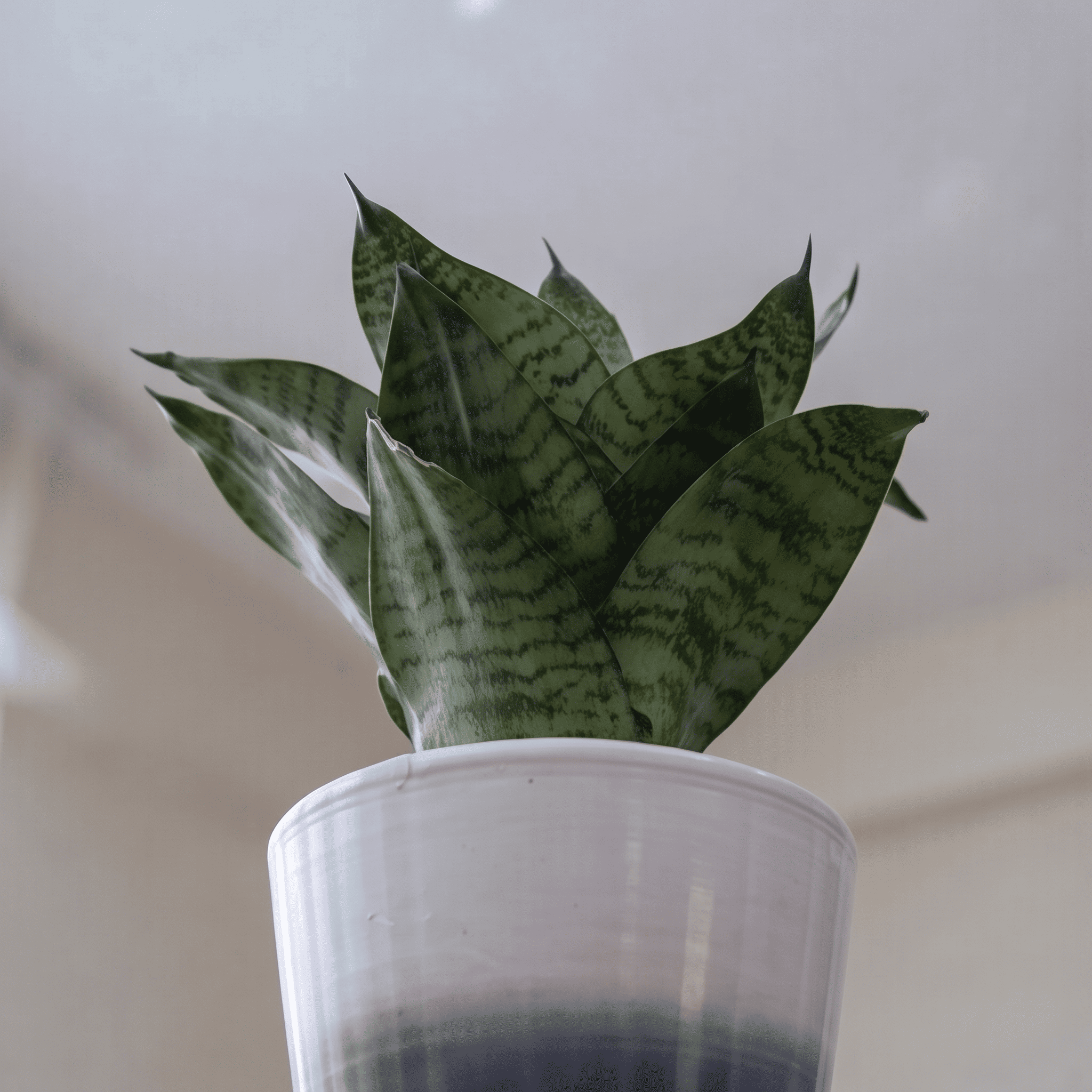 Snake Plant Dwarf in Painted Terracotta Pot