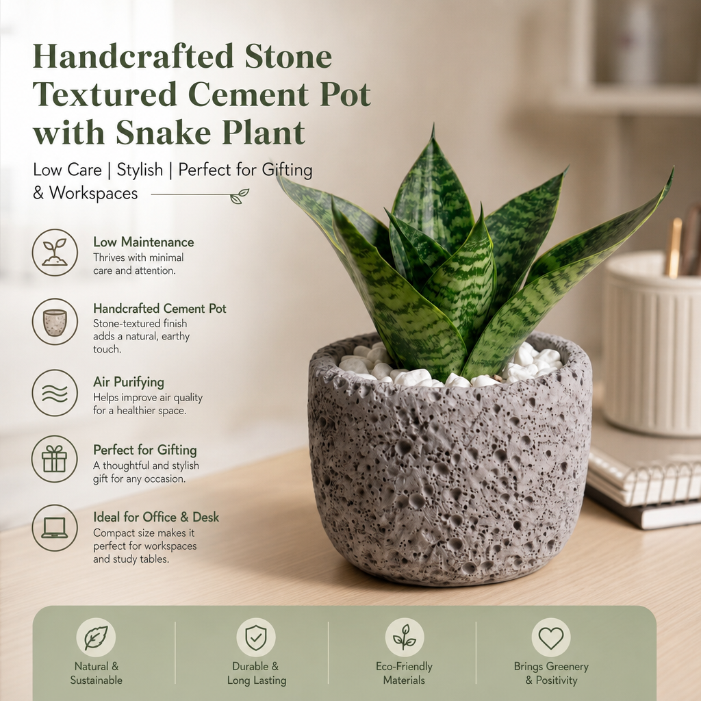 Handcafted Natura Pot with Snake Plant