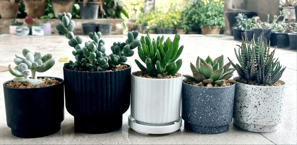 Hight quality imported Plastic pots for succulents and cactus - Shalamar Nurseries & Landscapers