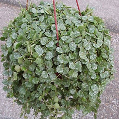 Hoya curtissi - Shalamar Nurseries & LandscapersShalamar Nurseries & Landscapers