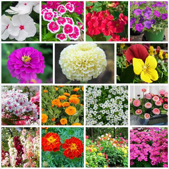 Winter Flower Seeds Combo Pack Imported High Quality Guaranteed