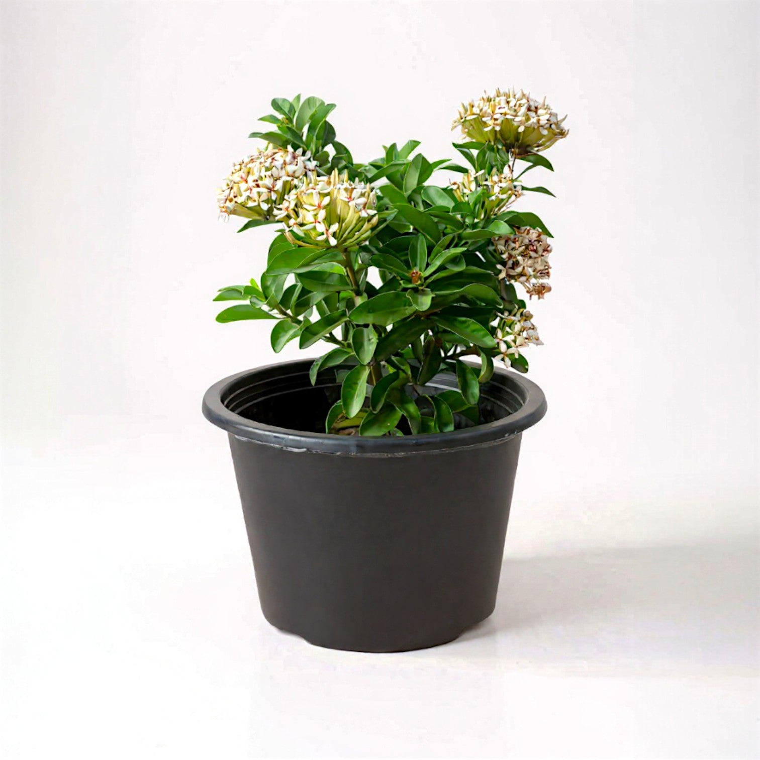 Ixora dwarf white