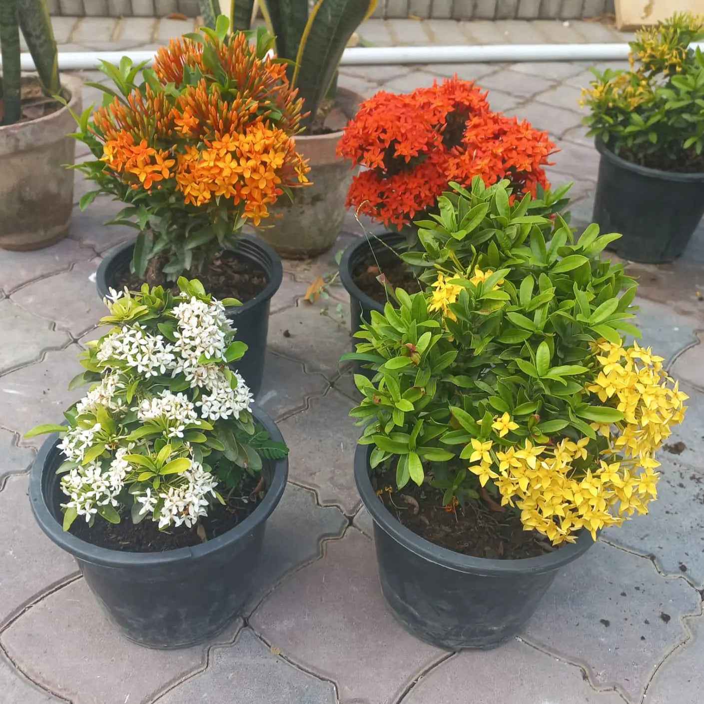 Ixora dwarf bundle