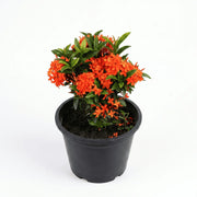 ixora dwarf orange shalamarnursery.com