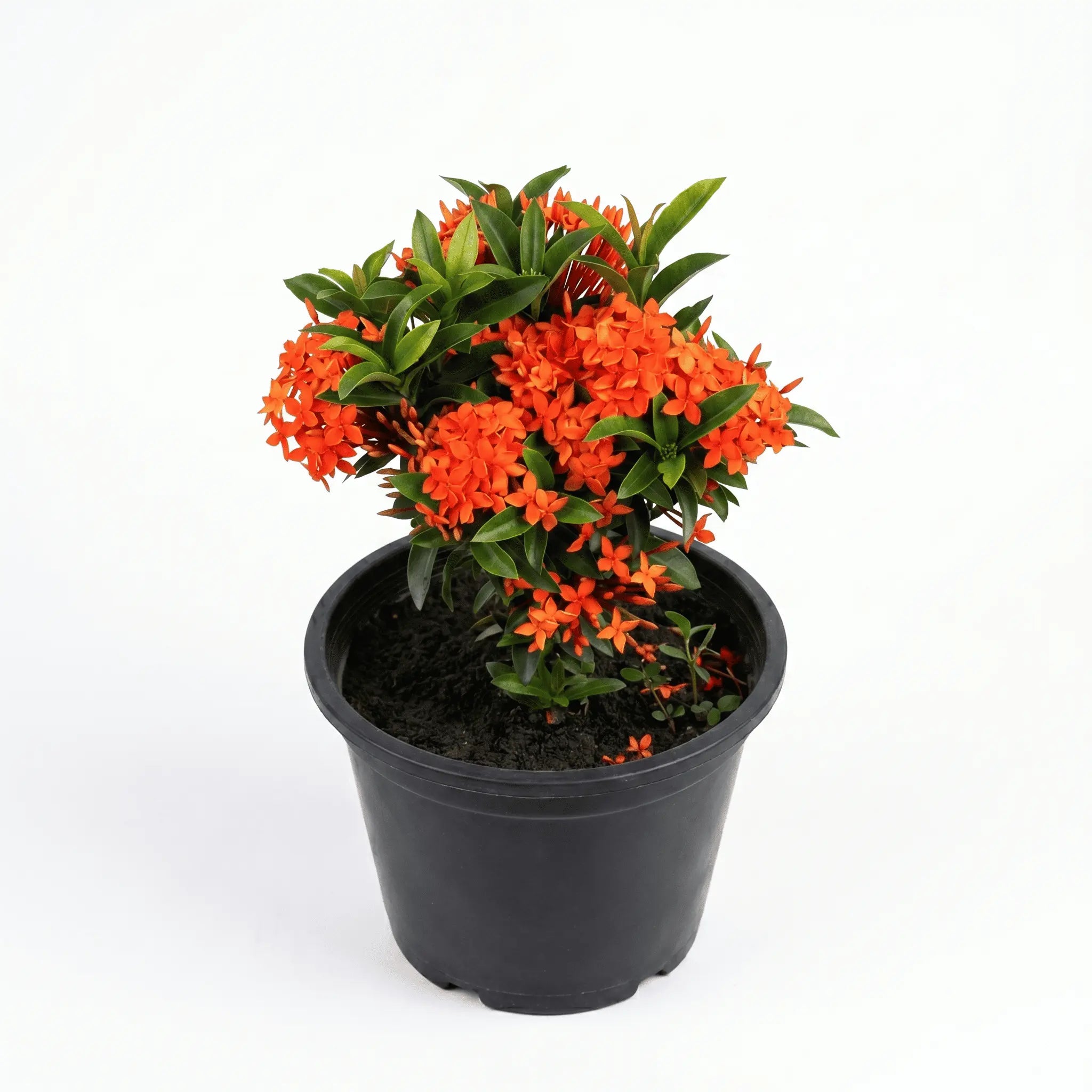 ixora dwarf orange shalamarnursery.com