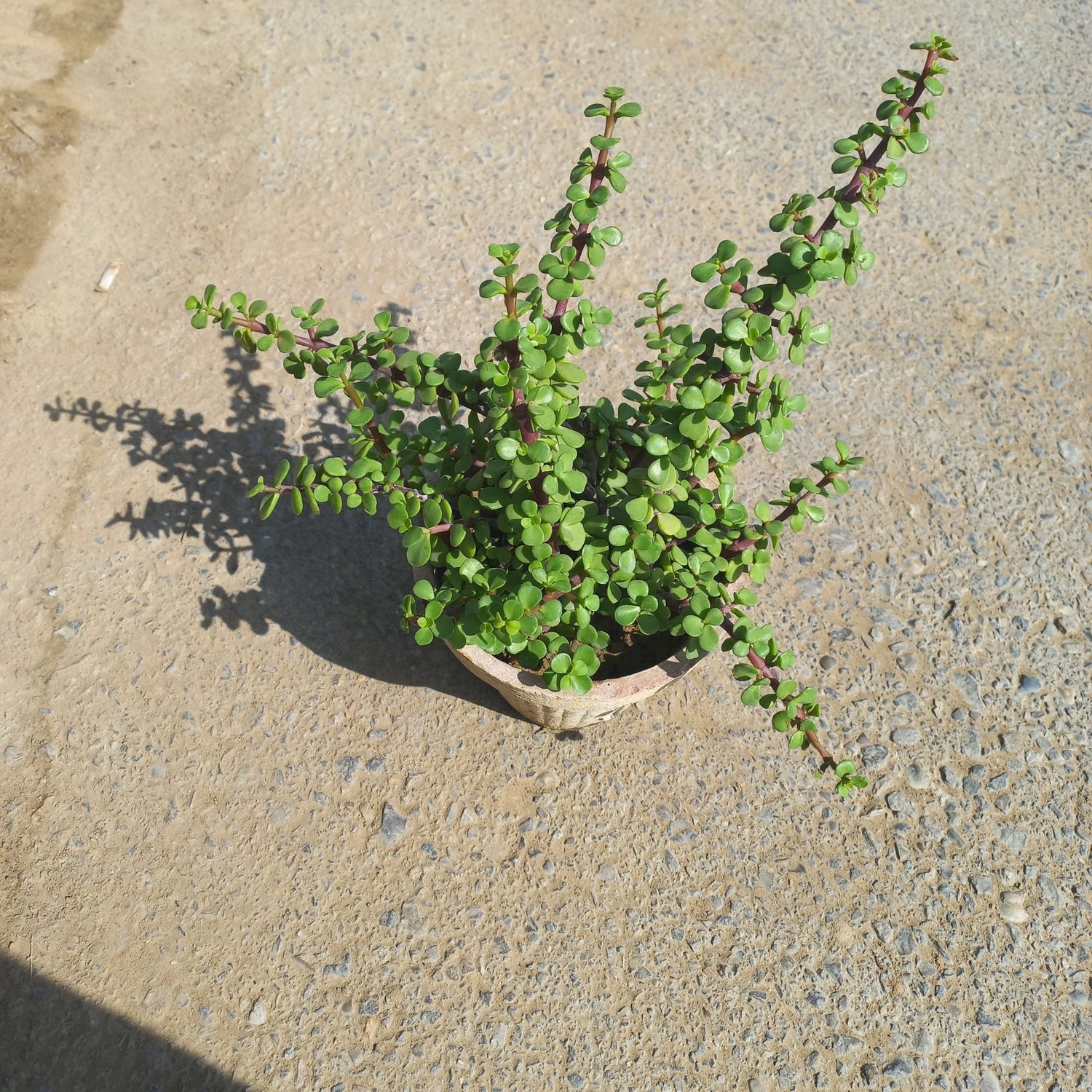 Jade Plant Crassula ovata Tasbeeh Bail - Shalamar Nurseries & LandscapersShalamar Nurseries & Landscapers