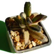 Kalanchoe chcololate soldier - Shalamar Nurseries & LandscapersShalamar Nurseries & Landscapers