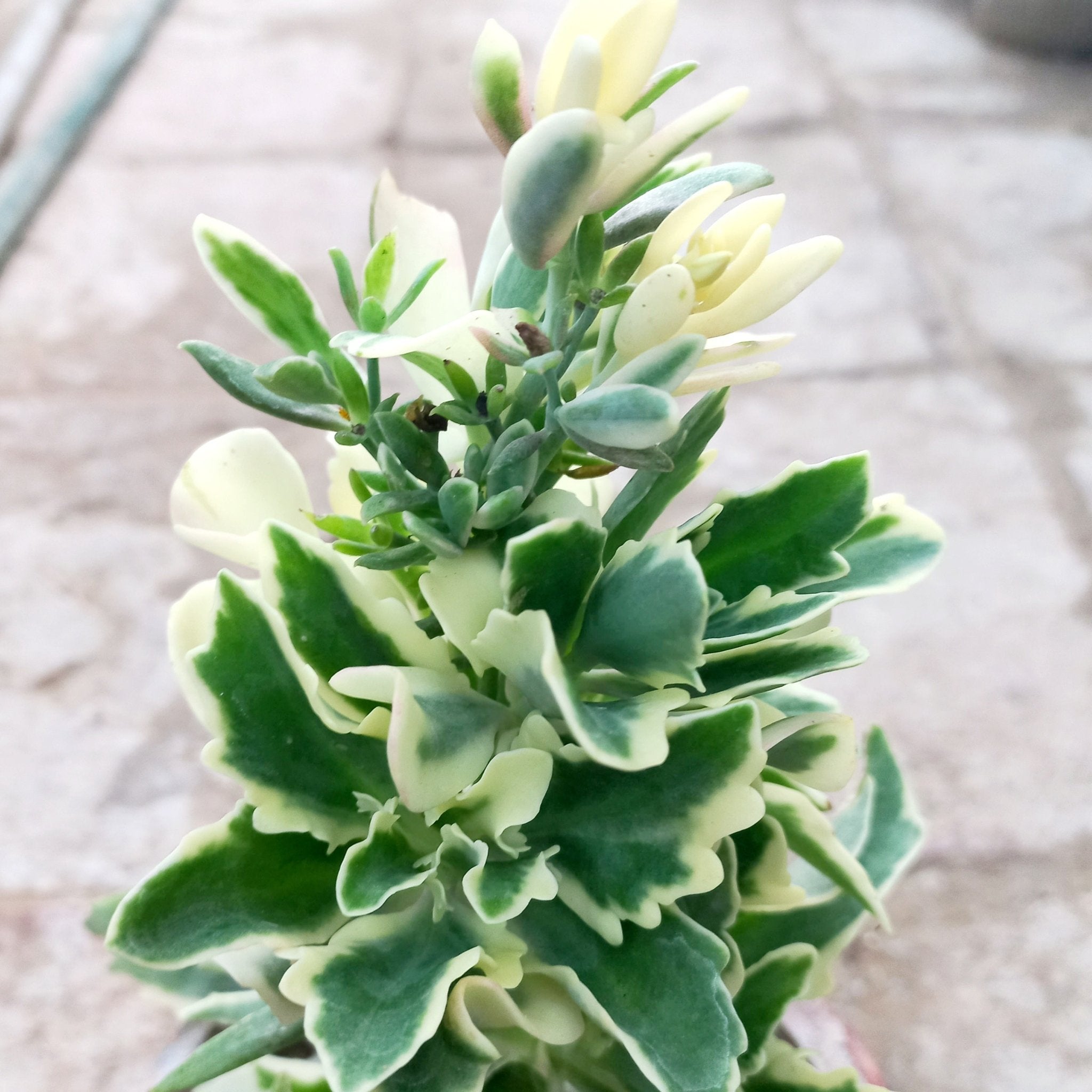 Kalanchoe Laciniata Variegated - Shalamar Nurseries & LandscapersShalamar Nurseries & Landscapers